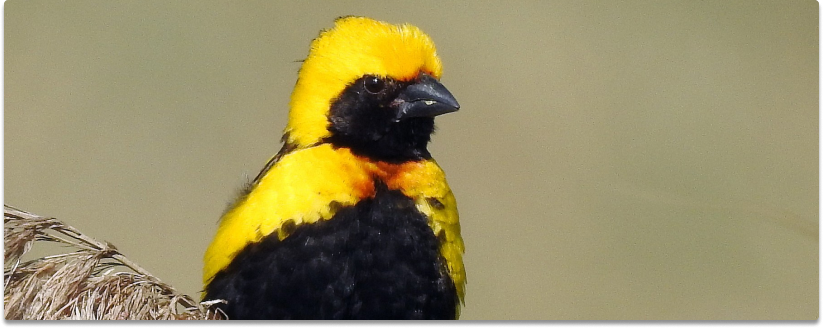 Yellow crowned Bishop (Golden)